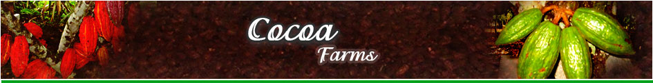 Cocoa farms